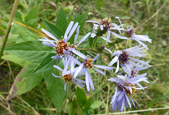 Cascade Aster ((Aster ledophyllus)