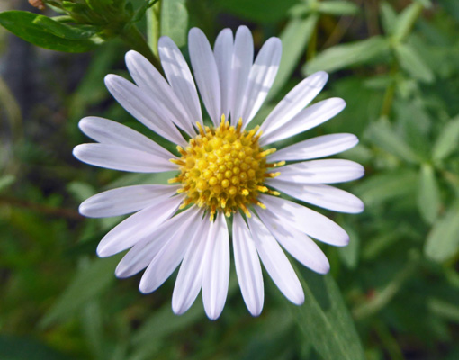 Aster