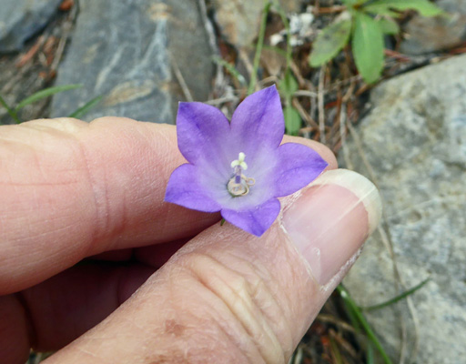 Common Harebell (Campanula routndifolia)