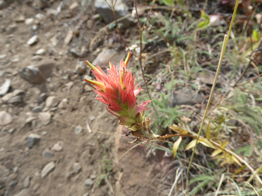 Indian Paintbrush