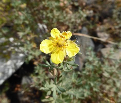 Shrubby Cinquefoil (Dasiphora floribunda)