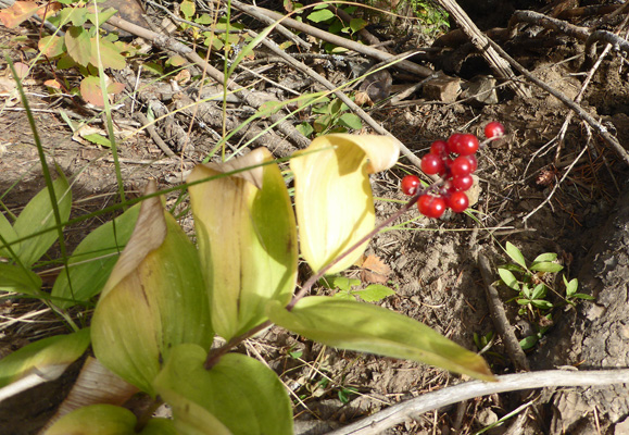 red berries