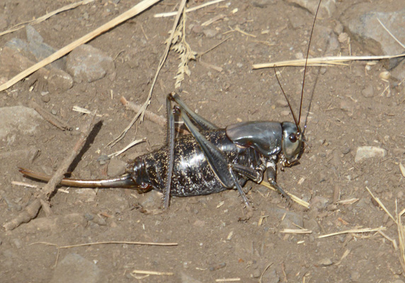 Large grasshopper Hurricane Creek Trail