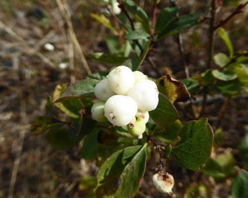 Snowberries