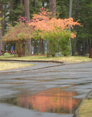 Fall color reflected in puddle