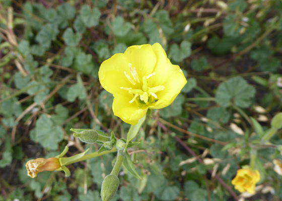 Hairy Evening Primrose (Oenothera villosa)