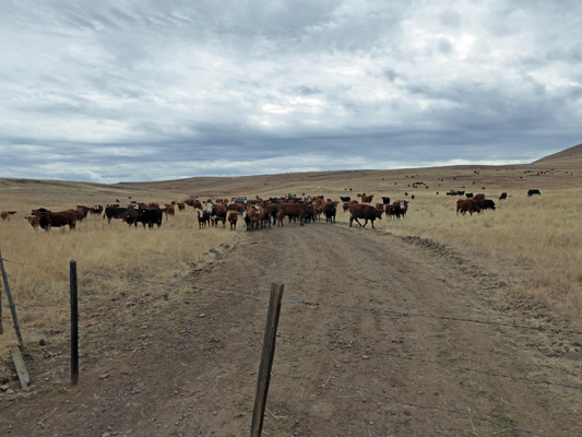 Cattle in road Zumwalt Prairie