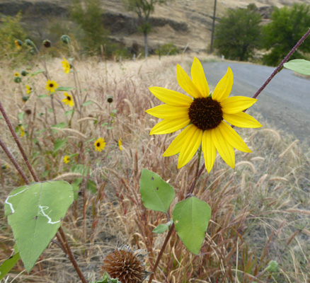 sunflowers (Helianthus annus)