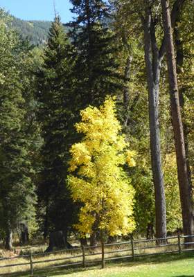 Fall color Wallowa Lake SP