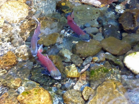 Kokanee Wallowa River