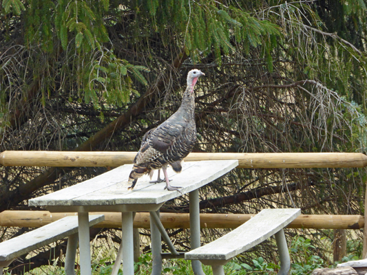 Turkey hen and chick Cape Blanco SP