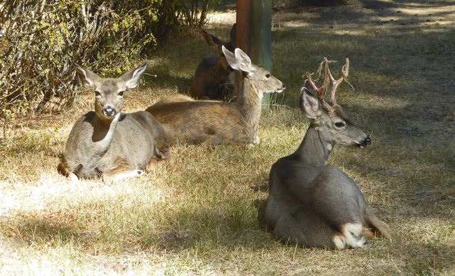 Does and Buck Wallowa Lake SP