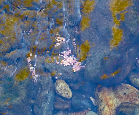 Kokanee egg mass