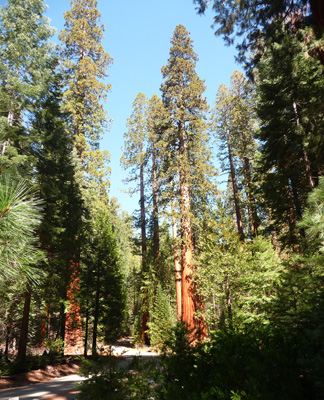 Mariposa Grove Yosemite NP