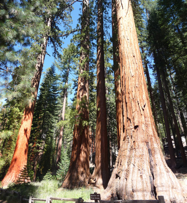 Bachelor and Three Graces Mariposa Grove Yosemite