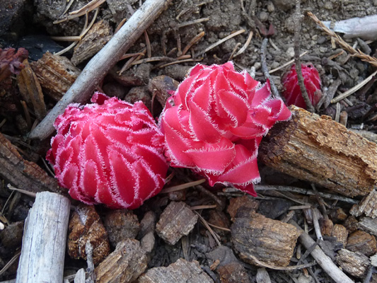 Snow Plants (Sarcodes sanguinea)