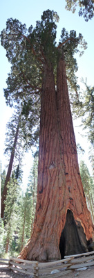 Faithful Couple Mariposa Grove Yosemite