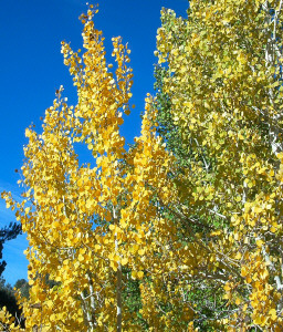 Aspens