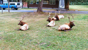 Elk in Orik