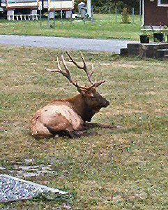 Elk in Orik