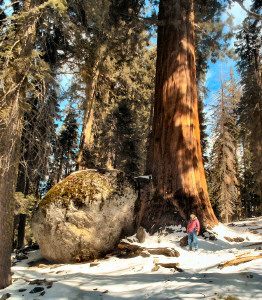 Sara and a Sequoia and a huge rock